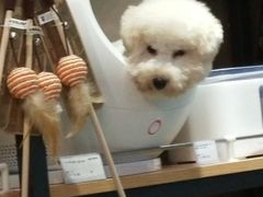 -PETKIT小佩宠物(昭化店)