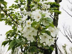 -都江堰玫瑰花溪谷