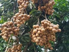 -东方鼎信农副产品交易中心