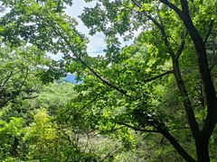 -王顺山国家森林公园