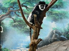 -石家庄市动物园