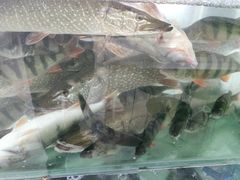 -煲来饱去冷水鱼