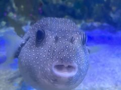 -烟台海昌鲸鲨海洋公园