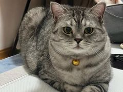 -御宝贝24h宠物医院·转诊中心·CT核磁血透中心(厦门总院)