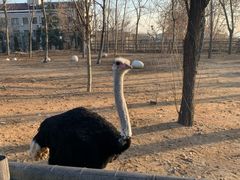 -大连森林动物园