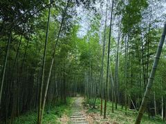 -宁波浙东大竹海景区