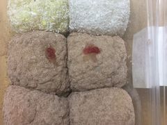 -清真老西北角温记粘食店(长沙路店)