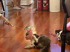 -猫小院猫主题咖啡厅(北锣店)