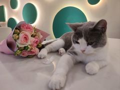 -飞行喵MR PILOT|猫舍·猫咖(静安大融城店)
