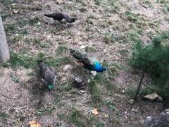 -西霞口神雕山野生动物世界