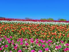 -径山花海