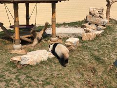 -石家庄市动物园