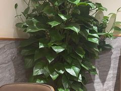 -宋益驴蹄子面肉夹馍(辛家庙店)