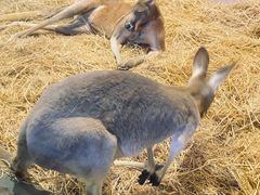 -荆州中山公园动物园