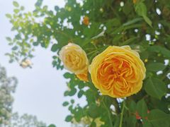 -三圣花乡旅游区