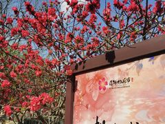 -桃花堤公园