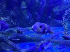 -太平洋海底世界