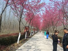 -合肥滨湖国家森林公园