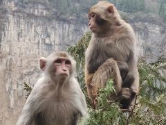 -白帝城·瞿塘峡景区