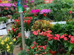 -秦美花卉(天朗·莱茵小城2期店)