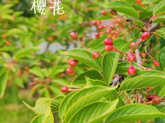 -羊亭河湿地公园