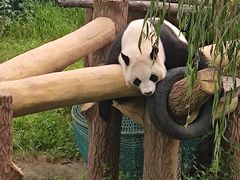 -沈阳森林动物园