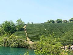 -龙坞茶村