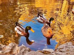 -三忘湖 SWANSEEN(柳荫公园店)