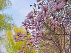 -莲花池公园