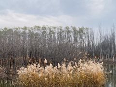 -东郊湿地公园