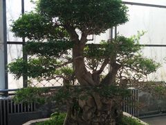 -石家庄市植物园