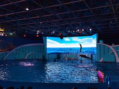 -海合安青岛极地海洋公园
