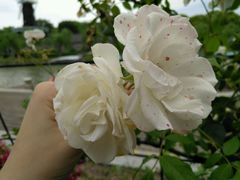 -上海鲜花港