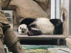 -成都动物园
