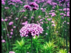 -杭州城北体育公园