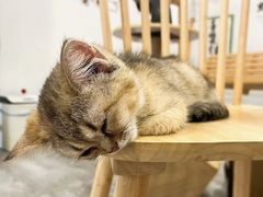 -楼上猫咖(罗湖店)