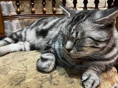 -猫色咖啡·猫咖