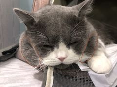 -纳吉亚猫专科动物医院·北北分院