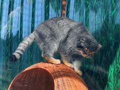 -青藏高原野生动物园