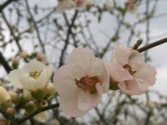 -秀丽东方