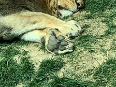 -北京野生动物园