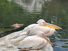 -昆明动物园