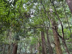 -天目山大树王景区