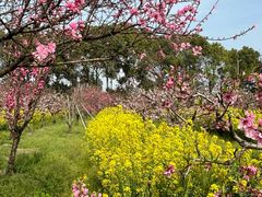 -南汇桃花村