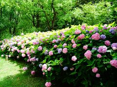 -上海共青森林公园