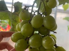 -马陆小张葡萄园农家乐