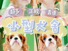-萌宠之家·腊肠犬·马尔泰·小体犬舍