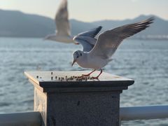 -海埂大坝