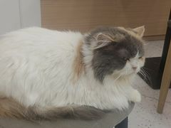 -喵园·猫主题咖啡厅·撸猫·猫咖(国贸店)