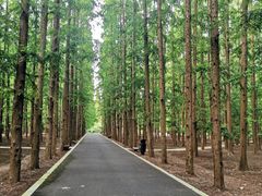 -东平国家森林公园